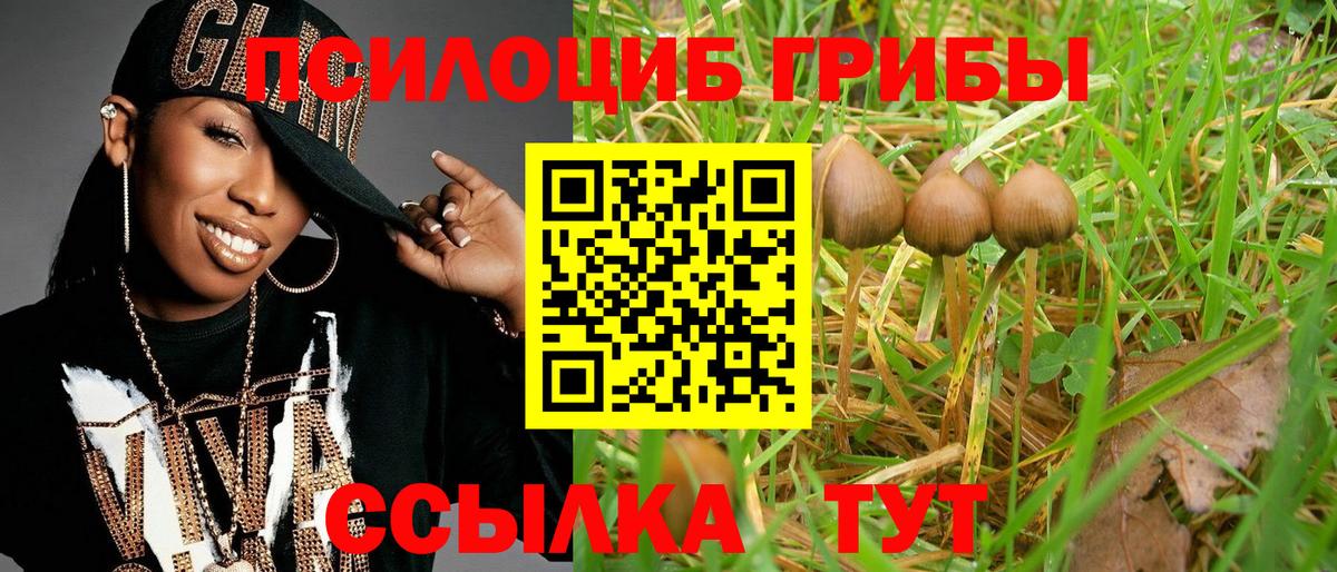 Псилоцибиновые грибы Psilocybine cubensis Муравленко